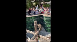 Monkey throws away phone at Moscow Zoo