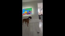 Toddler's mouth-licking moment with dog in Dalkeith