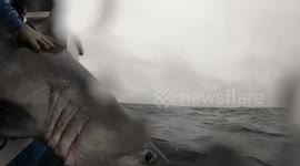 United States: First-Ever Recorded Predation of Porbeagle Shark by Larger Species