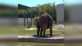United States: Elephant's Mud Bath Brings Joy and Education to Zoo Visitors