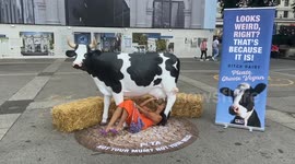 PETA activist “drinks milk” from the udder of a model cow in anti-dairy stunt in London