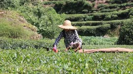 China: Tea Harvest in Yichang