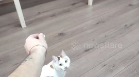 Сat plays fetch with paper