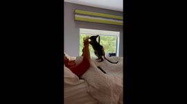 Wallaby Thinks He's Tough