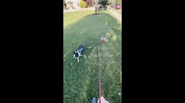 Boston Terrier Takes Lazy Friend For a Walk