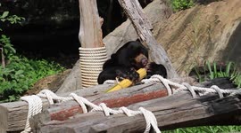 Sun bears tuck into fruit-flavoured jellies at Thai zoo