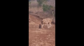 Brave honey badger fights off four lionesses before getting to burrow