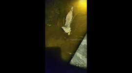 Heartwarming cat swims across pond to accompany owner at night in southern China