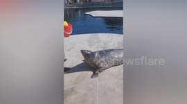 Spotted seal claps its flippers and lets out roar to tell zookeeper it's time for a treat