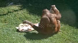 Funny monkey lays out mat on lawn to bask in the sun