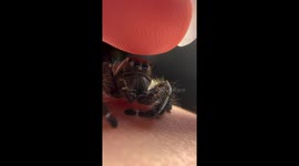 Petting a Hyllus diardi jumping spider in Fullerton