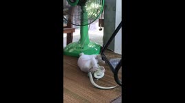 Cat plays with fake snake in Thailand