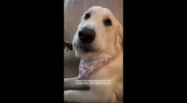 Dog's jaw stuck on bone in Newport Beach, California