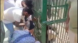 Bungling forest officer demonstrates to volunteers how cages work and becomes stuck inside