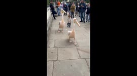 Comical moment unfolds as toddler's friendship offer is rejected by peckish pelican