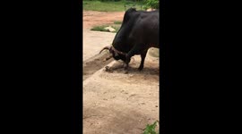 Buffalo releases itself from being tethered to pin