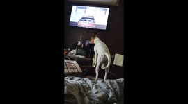 My dog watches TV