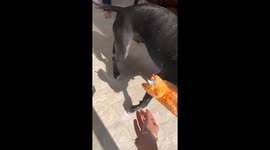 Dog Rips Open BarkBox For New Toy