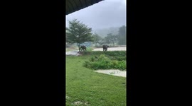 Elephants play in pond during rainstorm