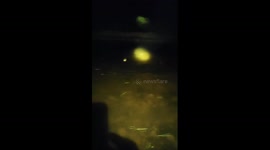 Cat swims through creek at night to reach owner