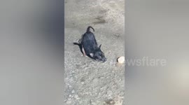 In Madhya Pradesh Social organization treatment a small puppy thats ran over car