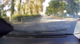 Why did the cat cross the road? Woman trains cat to cross at traffic lights with her