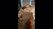 temp