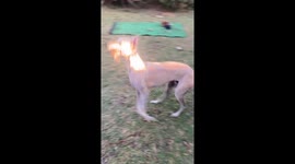 Zoomed performance by ex greyhound racing dog. Brilliant work to aerate the back lawn. Crawford the rescue greyhound loves prancing like a show pony and getting revved up to be rid of excess energy. Fun to watch!