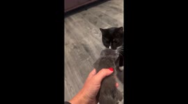 Cat runs from kitten in Middle Village, Queens