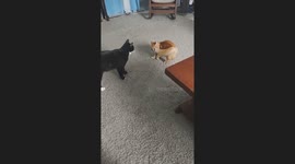 No longer sick Sassy, hip slap