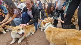 Corgis and their owners pay tribute to late Queen Elizabeth II in memorial walk ahead of second anniversary of her passing outside Buckingham Palace