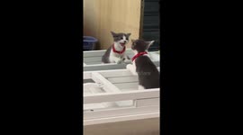 This cute kitten is fighting and arguing with itself in the mirror