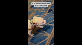POV: working your service dog while drunk