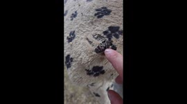 Little Raccoon Hands