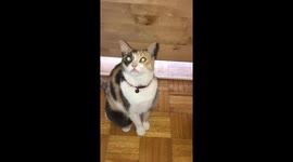 This girl is such a Dry food Diva. She’s perturbed that her dry food bowl doesn’t have enough food in it so she sits with the look of expectations for it to be filled to the brim at all times lest she starves.