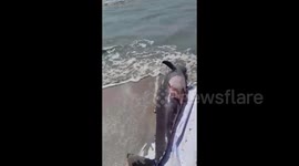 Dolphin carcass found washed up on beach in Indonesia shocks locals