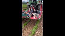 Carrot weeding on a tractor-pulled platform in Germany