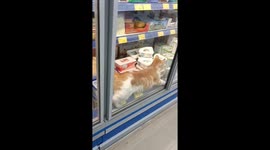 Cat spotted walking among products in Istanbul store refrigeration area