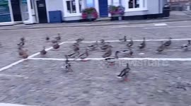 Locals volunteer to help creatures small in James Herriot hometown