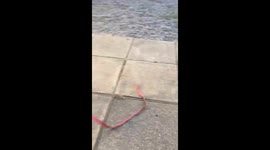 Little boy’s tape measure fun with cat turns into a table bump incident
