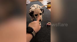 Meet Perseus, the dalmatian pup with heart-shaped spots around his eyes