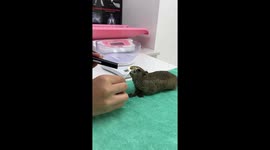 Pet squirrel goes to vet for a teeth checkup