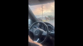 Horses fleeing from Davis Fire in Washoe County near Greiger Grade area September 7, 2024