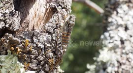 La cigale a chanté tout l'été... Entourée de très nombreux chênes verts, elle est capable de gros décibels !