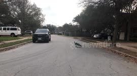 Community Peacock: The Unusual and Unexpected Visitor Captivating the Neighborhood!