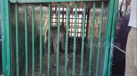 5th Man eater wolf captured by forest department in Behraich after a massive operation