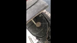 Rider finds hundreds of stingless bees nesting under motorcycle seat