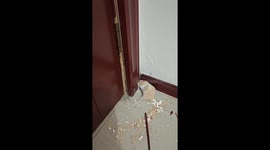 Mischievous hamster chews through doorframe in central China