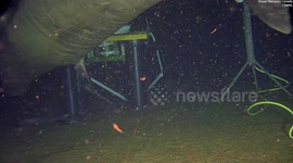 Cheeky seals caught using deep-sea research sonar as dinner bell