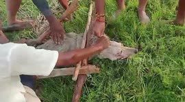 Man-eating wolf captured in northern India, bringing relief to terrorized villagers